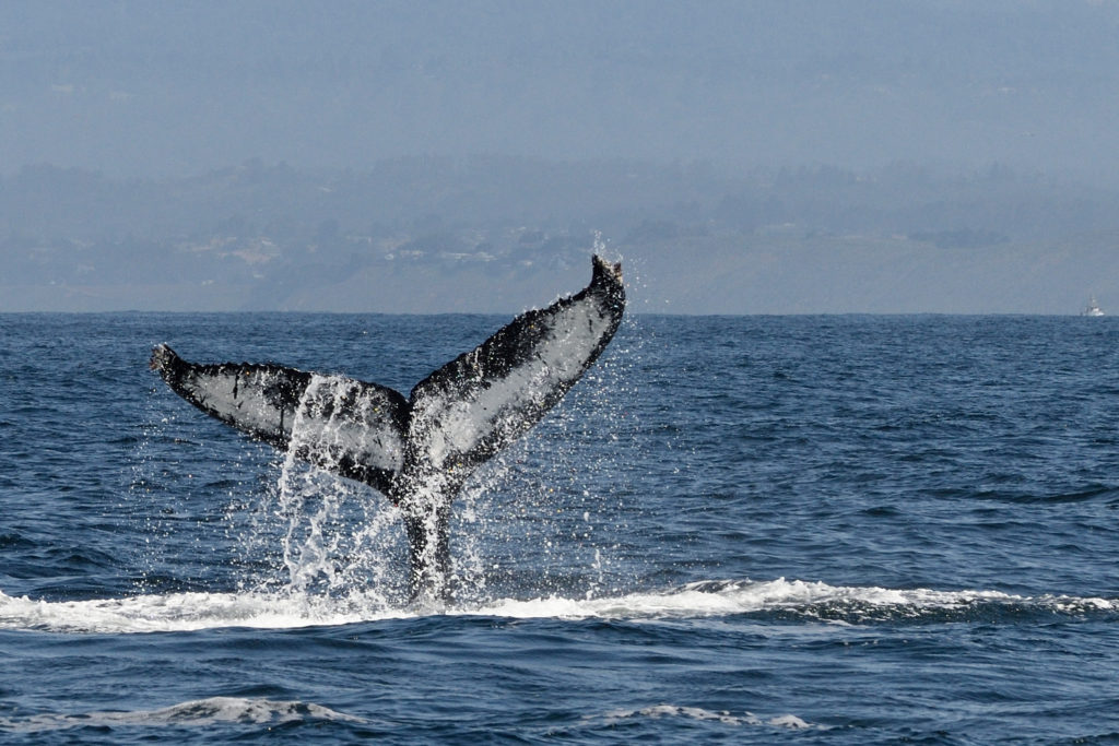 Gray whale tail 