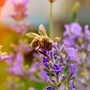 honey bee on top of purple flower