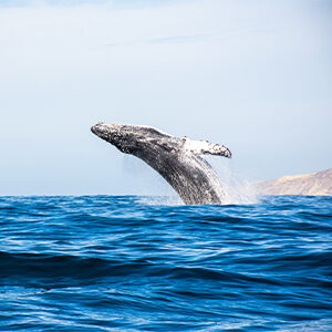 San Diego Whale Watching Tips