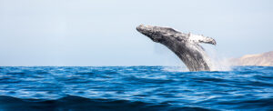 humpback whale breaching the ocean