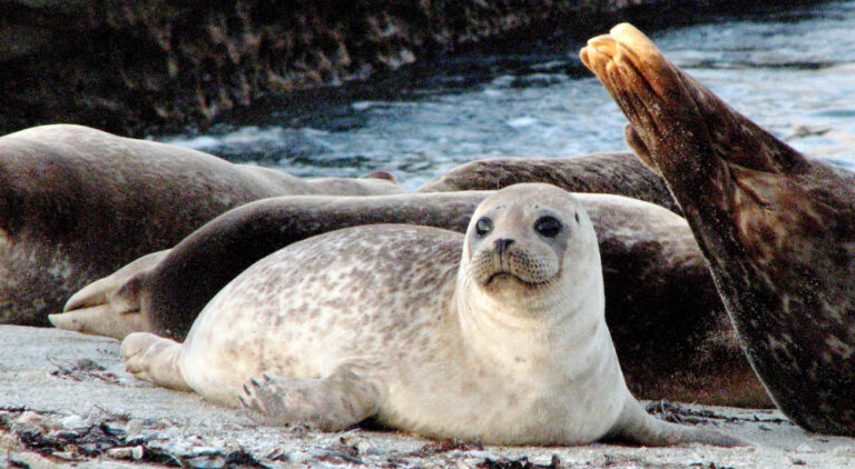 seals at the beach in La Jolla