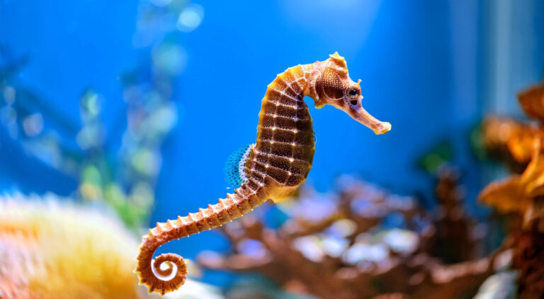 seahorse at the Aquarium