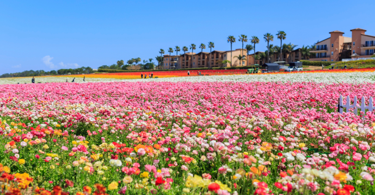 Carlsbad flower fields