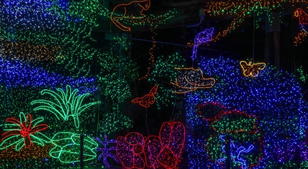 Christmas lights at the zoo